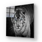 Tiger with Blue Eyes Glass Wall Art - CreoGlass E-Shop
