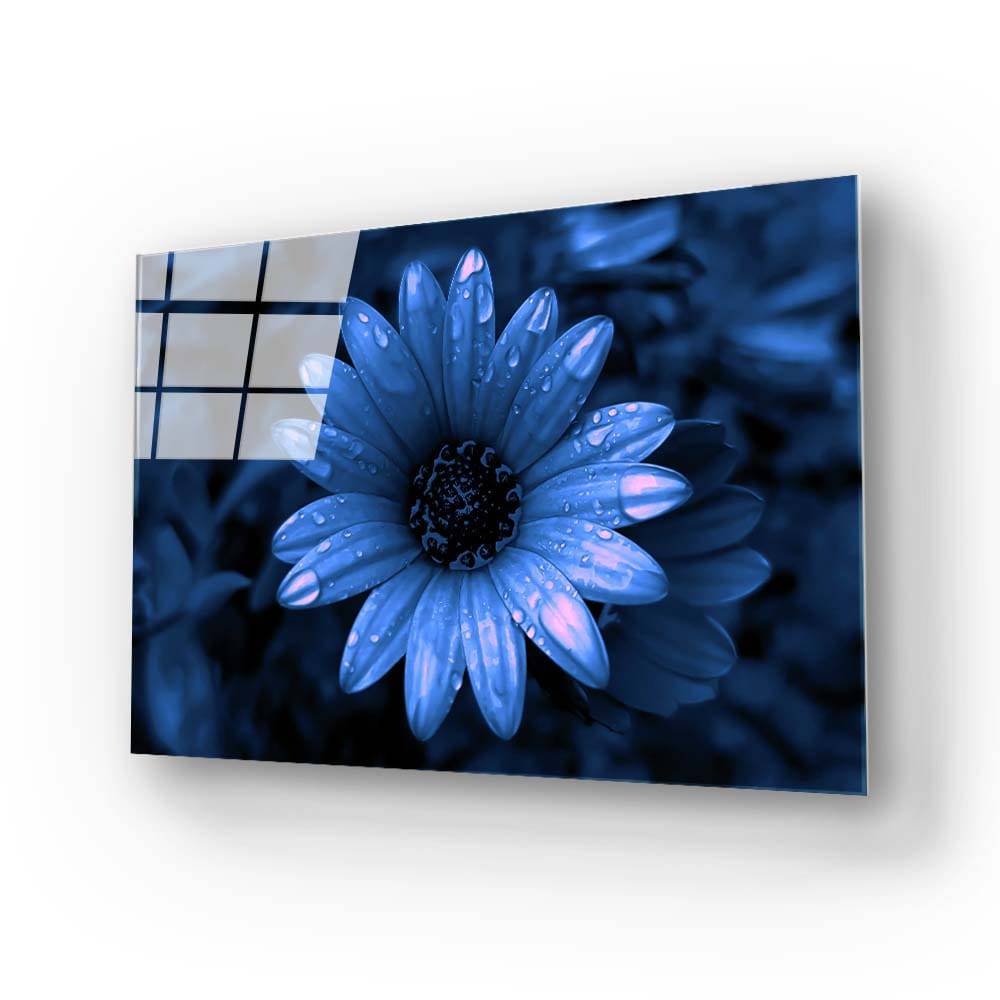 Blue Cape Daisy with Pink Droplets Glass Wall Art - CreoGlass E-Shop