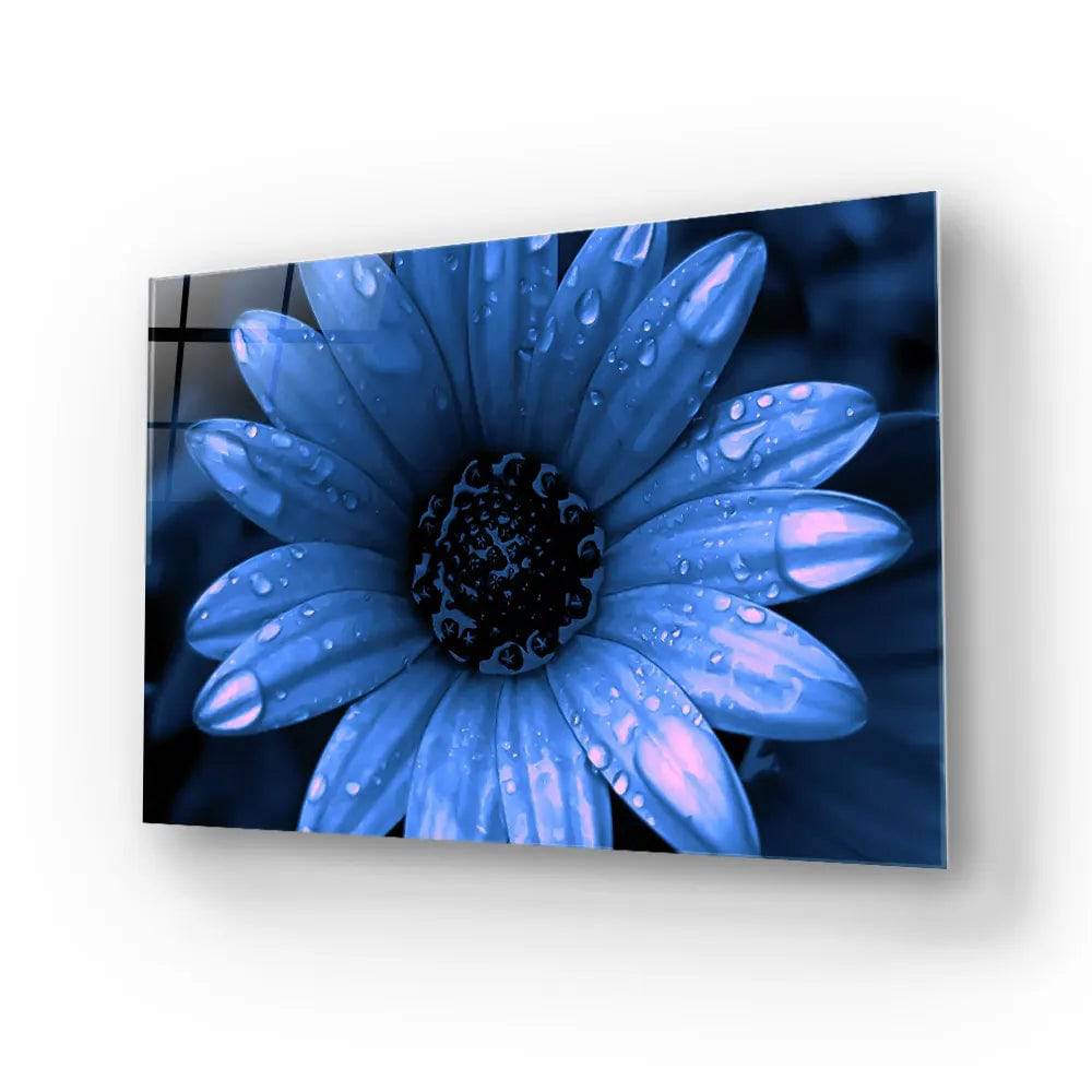 Blue Cape Daisy With Pink Droplets Glass Wall Art - CreoGlass E-Shop