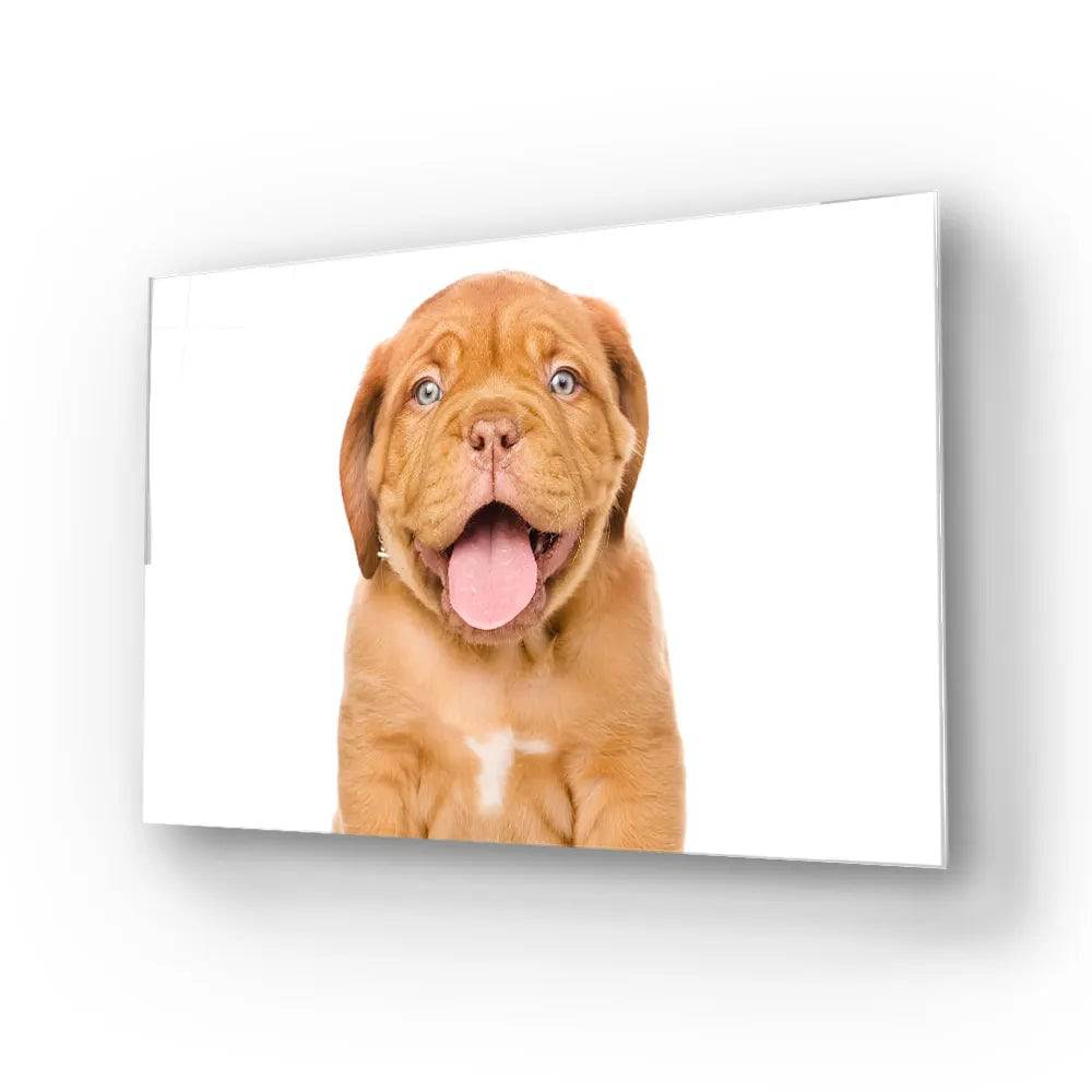 Bordeaux Puppy Dog Isolated Glass Wall Art - CreoGlass E-Shop