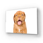 Bordeaux Puppy Dog Isolated Glass Wall Art - CreoGlass E-Shop