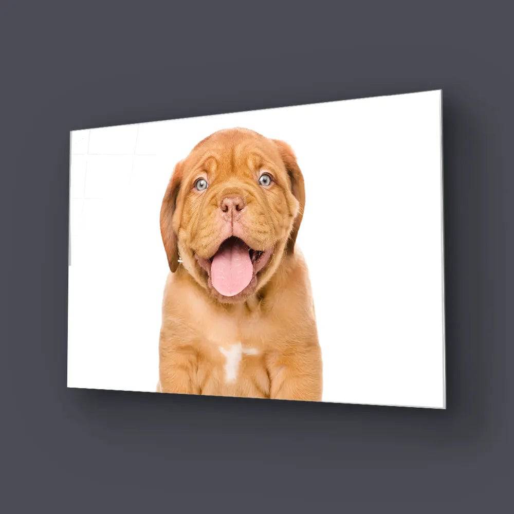 Bordeaux Puppy Dog Isolated Glass Wall Art - CreoGlass E-Shop