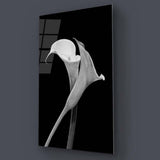Calla Lily Black & White Photo Glass Wall Art - CreoGlass E-Shop