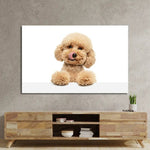 Cute Maltipoo Puppy Posing Glass Wall Art - CreoGlass E-Shop