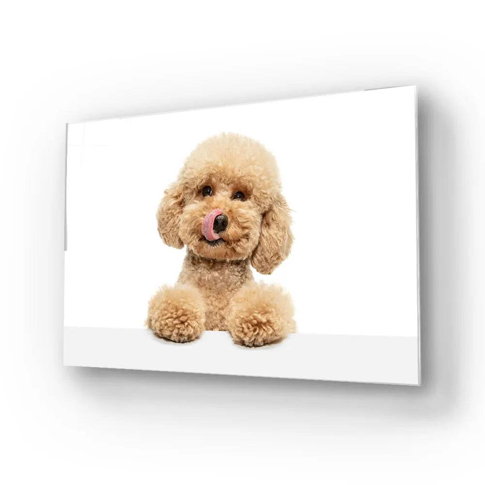 Cute Maltipoo Puppy Posing Glass Wall Art - CreoGlass E-Shop