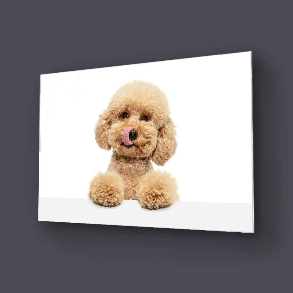 Cute Maltipoo Puppy Posing Glass Wall Art - CreoGlass E-Shop