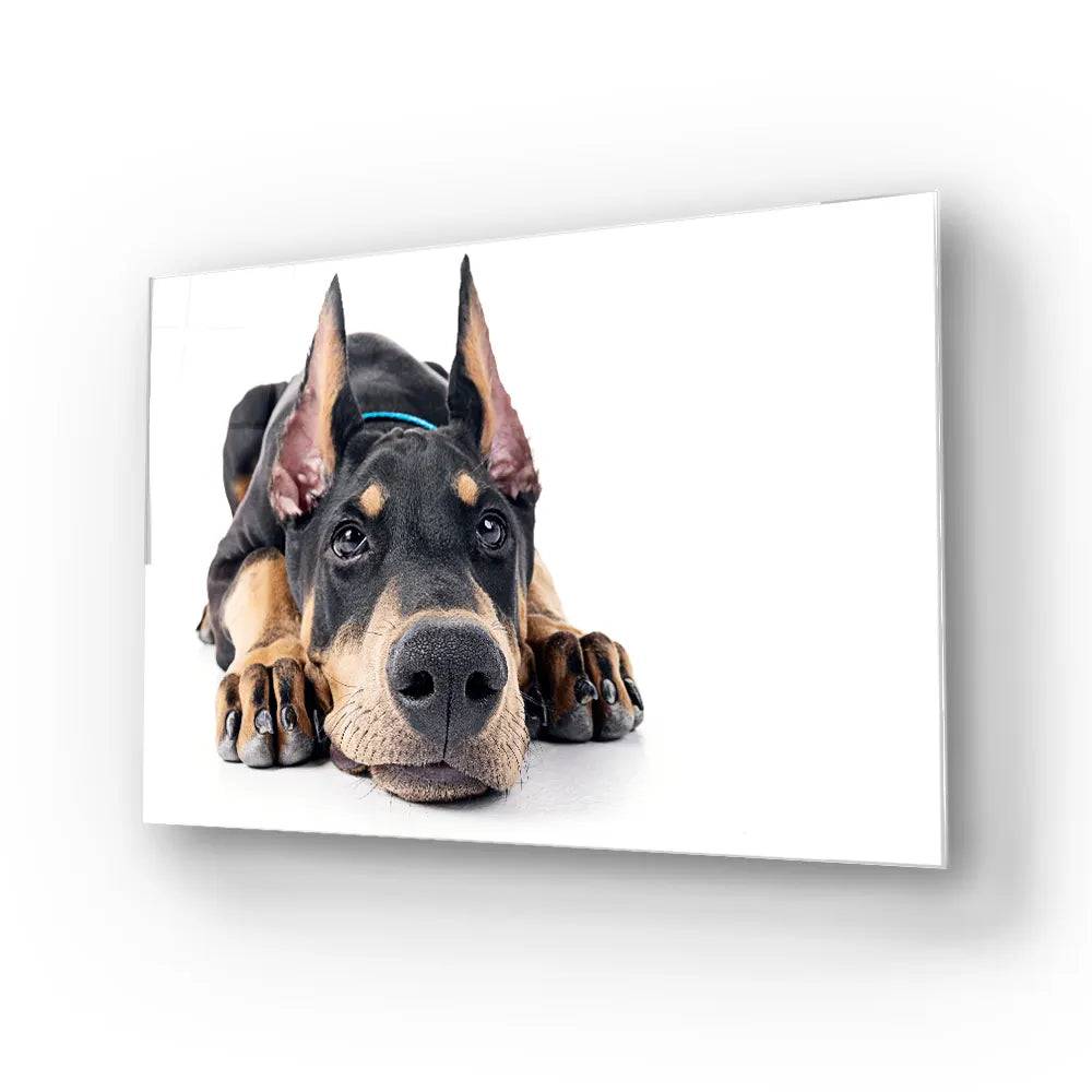 Doberman White Background Glass Wall Art - CreoGlass E-Shop