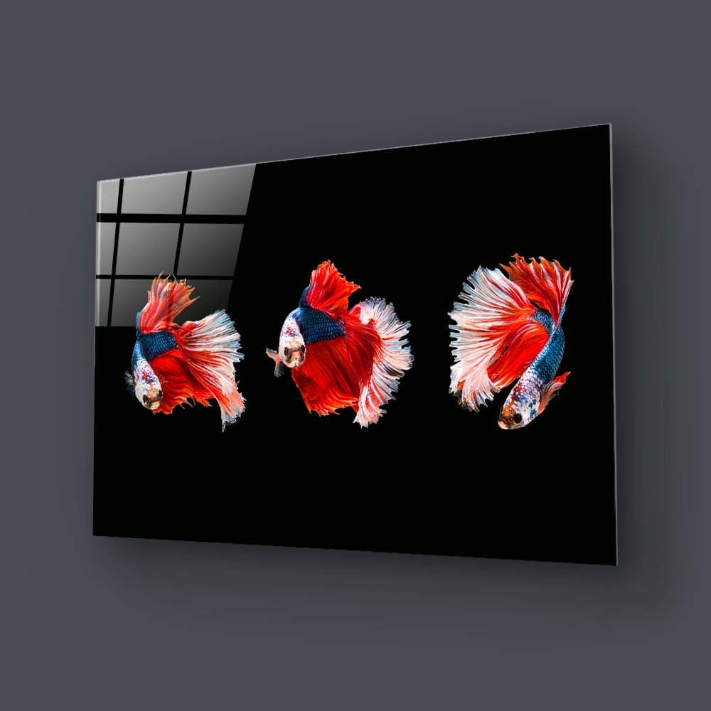 Halfmoon Beta Fish Glass Wall Art - CreoGlass E-Shop