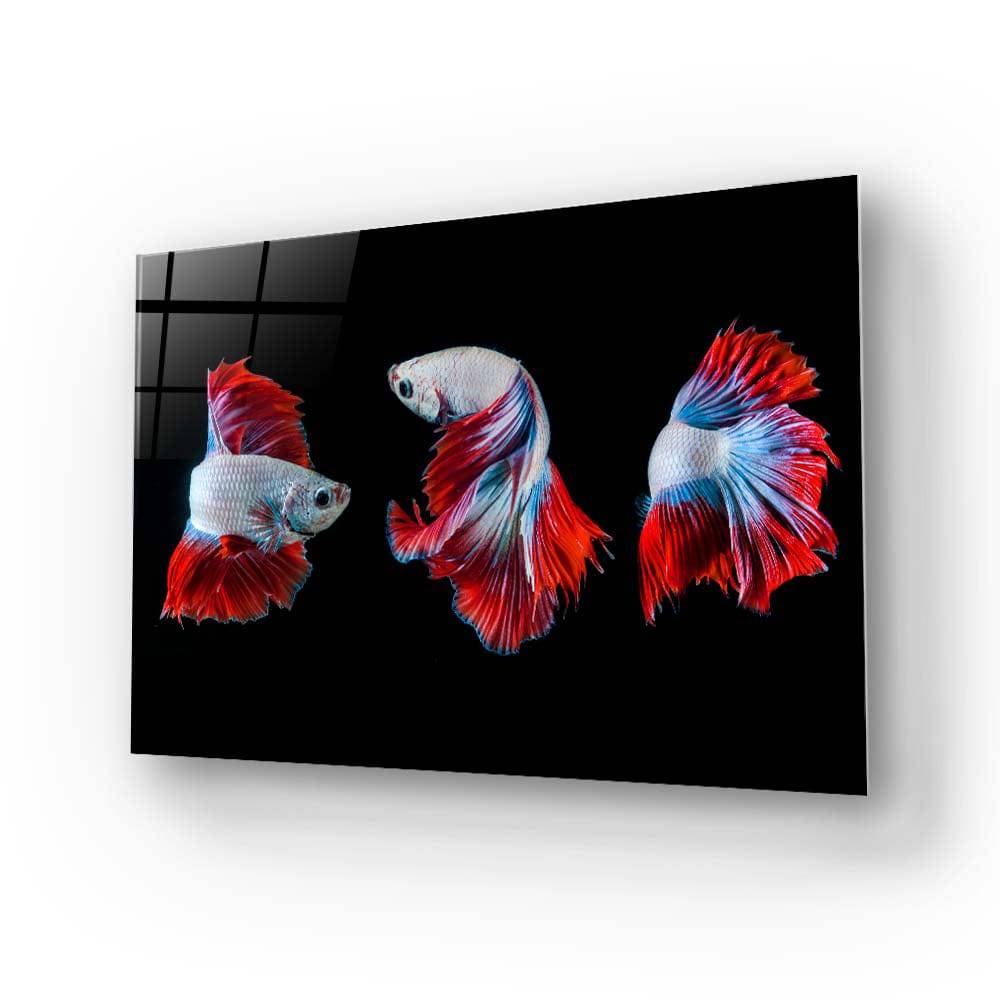 Halfmoon Betta Fish 2 Glass Wall Art - CreoGlass E-Shop