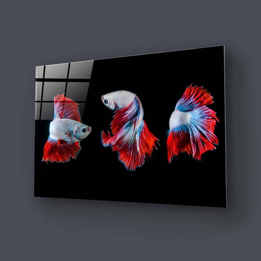 Halfmoon Betta Fish 2 Glass Wall Art - CreoGlass E-Shop