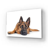 Large German Shepherd Dog Resting Glass Wall Art - CreoGlass E-Shop
