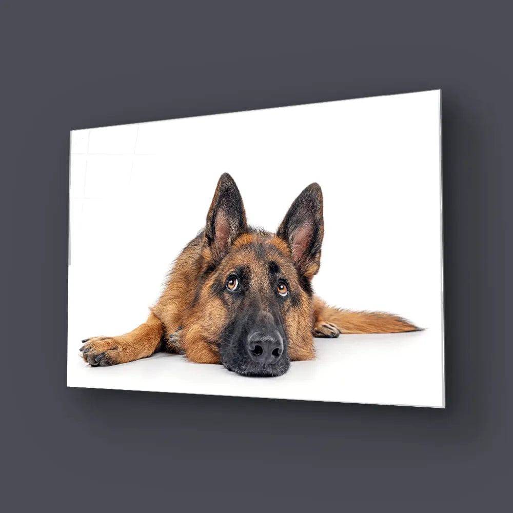Large German Shepherd Dog Resting Glass Wall Art - CreoGlass E-Shop