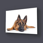 Large German Shepherd Dog Resting Glass Wall Art - CreoGlass E-Shop