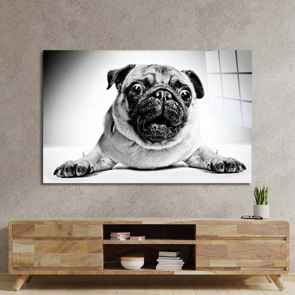 Playful Pug Black and White Glass Wall Art - CreoGlass E-Shop