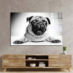 Playful Pug Black and White Glass Wall Art - CreoGlass E-Shop
