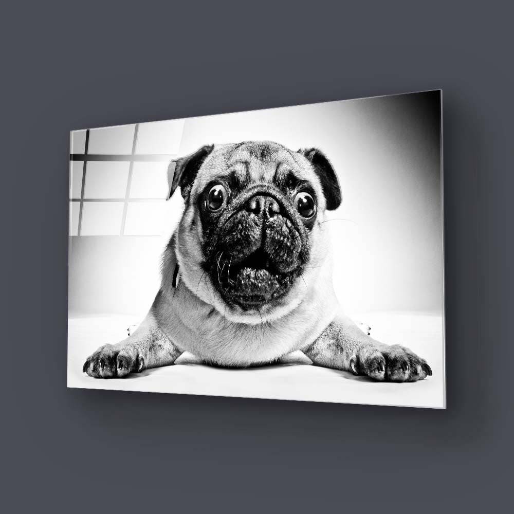 Playful Pug Black and White Glass Wall Art - CreoGlass E-Shop