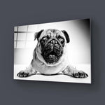 Playful Pug Black and White Glass Wall Art - CreoGlass E-Shop