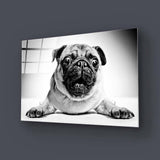 Playful Pug Black and White Glass Wall Art - CreoGlass E-Shop