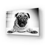 Playful Pug Black and White Glass Wall Art - CreoGlass E-Shop