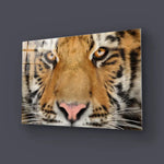 Siberian Tiger Glass Wall Art - CreoGlass E-Shop