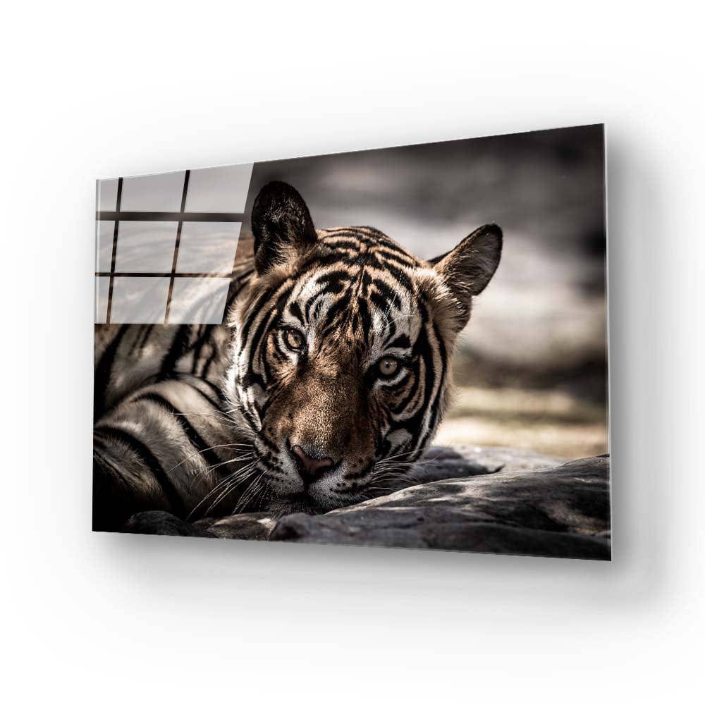 Sleepy Tiger Glass Wall Art - CreoGlass E-Shop
