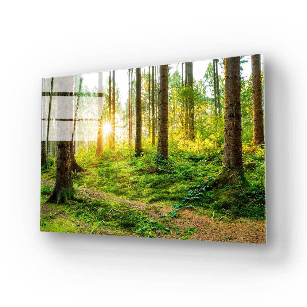 Sunshine in Forest Glass Wall Art - CreoGlass E-Shop
