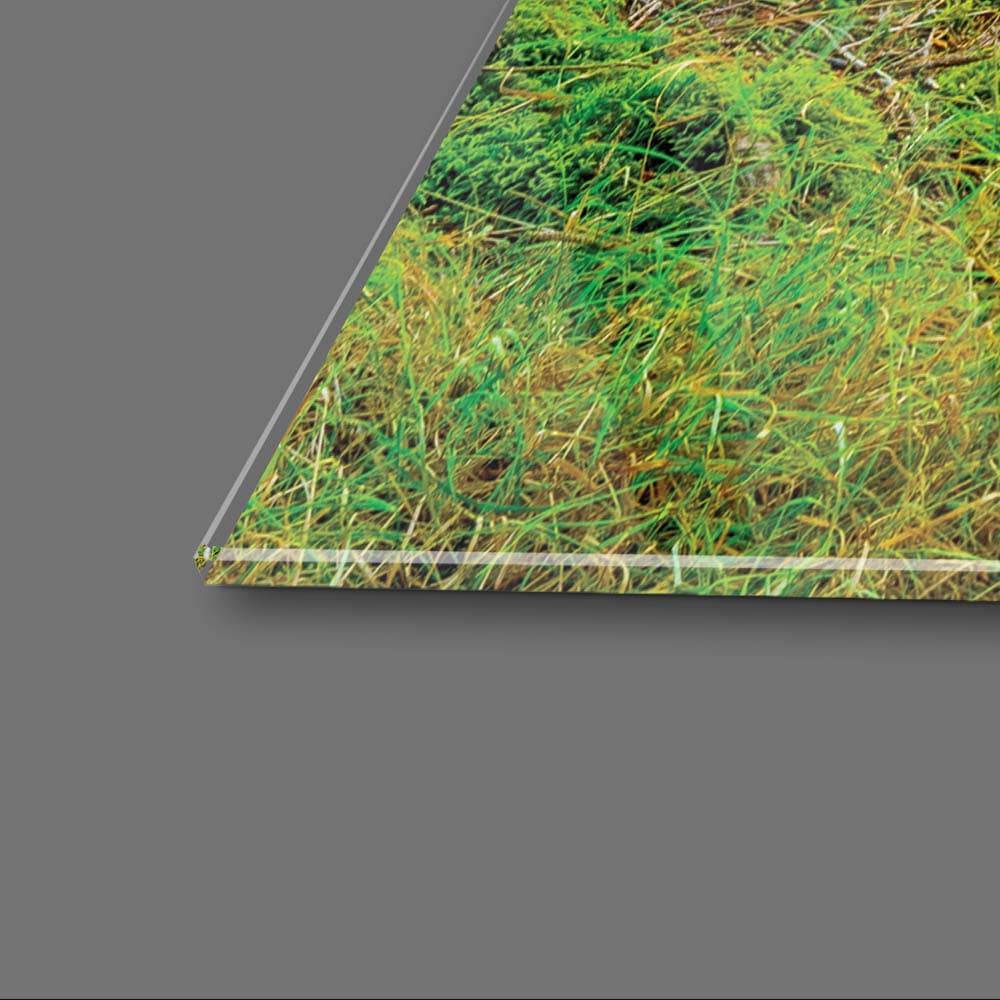 Sunshine in Forest Glass Wall Art - CreoGlass E-Shop