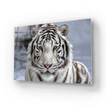 White Bengal Tiger Closeup Glass Wall Art - CreoGlass E-Shop