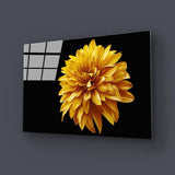 Yellow Chrysanthemum with Black Background Glass Wall Art - CreoGlass E-Shop