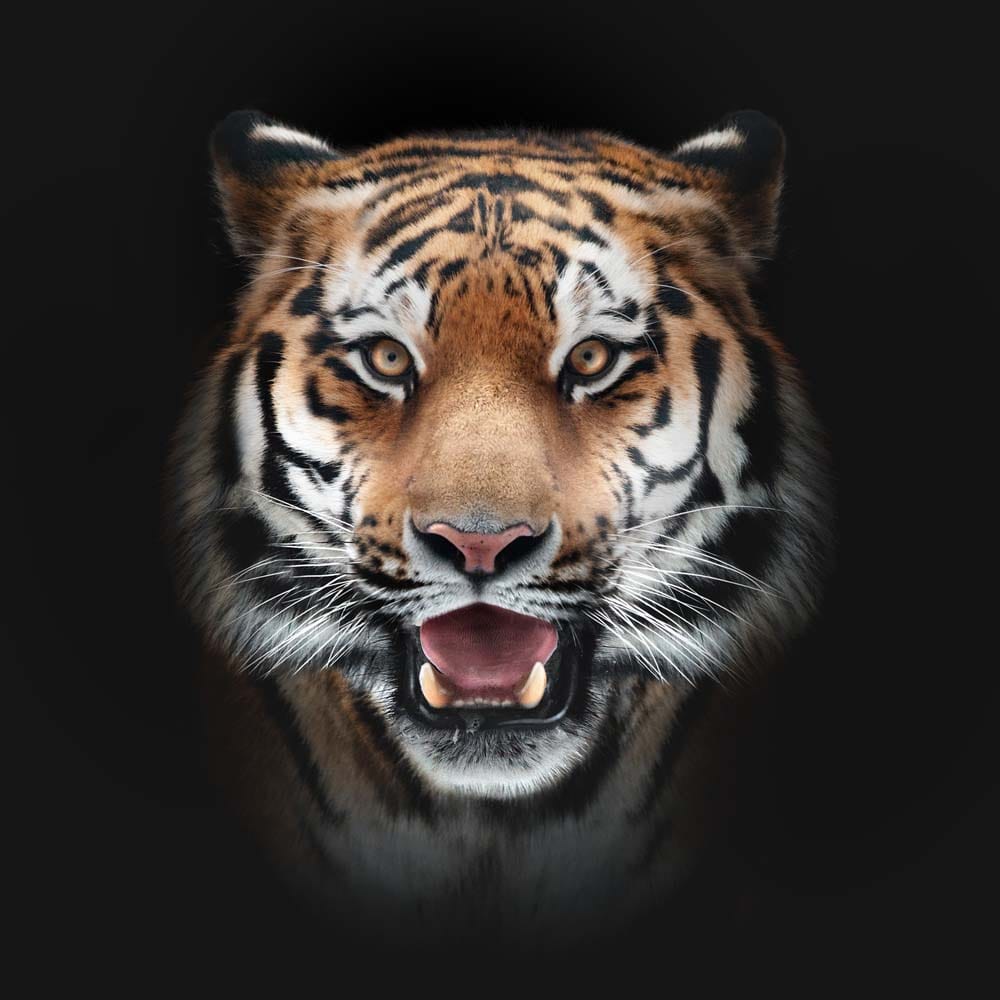 Front-Facing Tiger in Spotlight Glass Kitchen Splashback