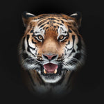 Front-Facing Tiger in Spotlight Glass Kitchen Splashback