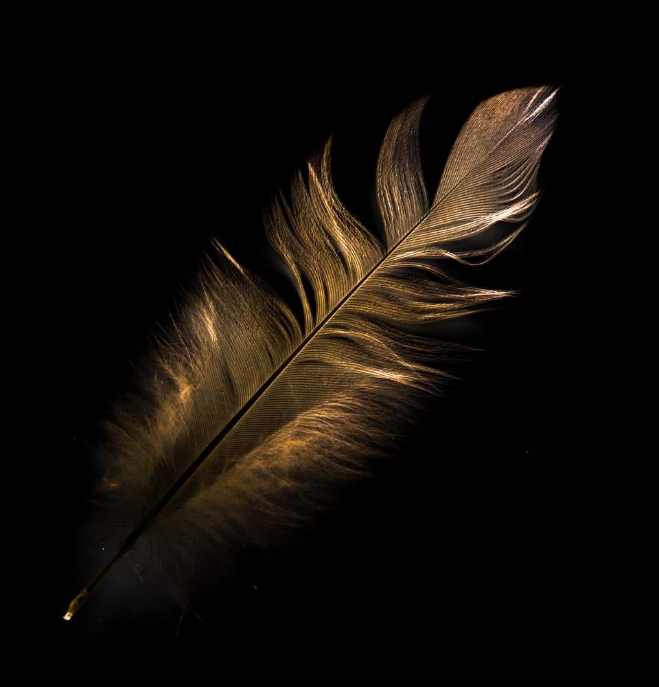 Gold Feather Glass Kitchen Splashback
