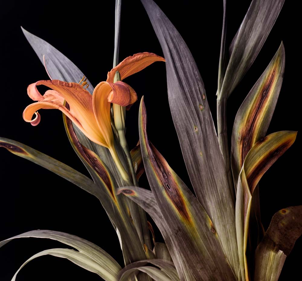 Orange Lily Glass Kitchen Splashback
