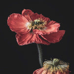 Poppy Glass Kitchen Splashback