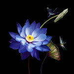 Purple Lotus Glass Kitchen Splashback
