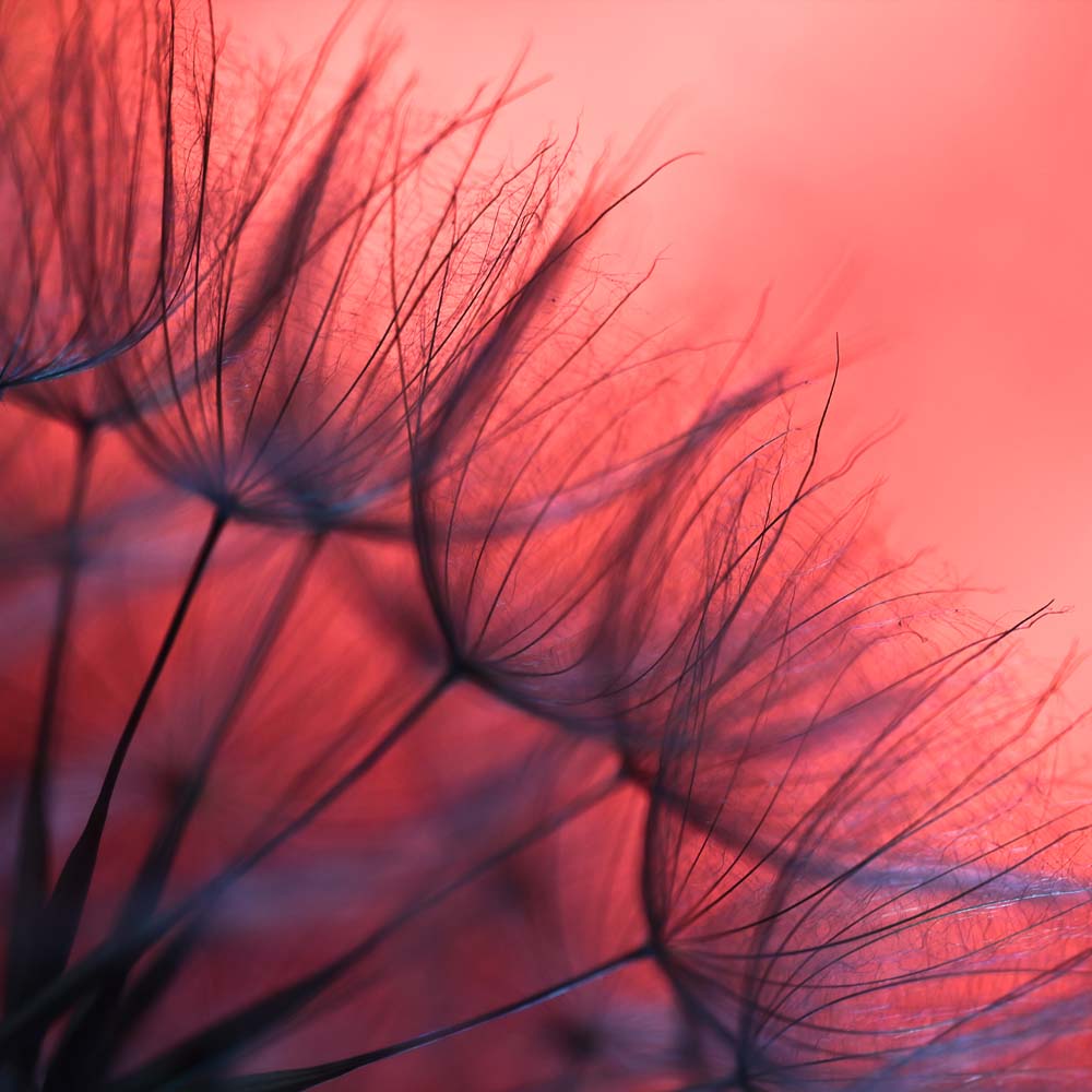 Red Dandelion Glass Kitchen Splashback