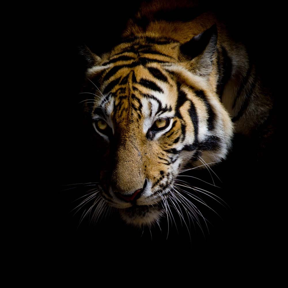 Side-Facing Tiger Glass Kitchen Splashback