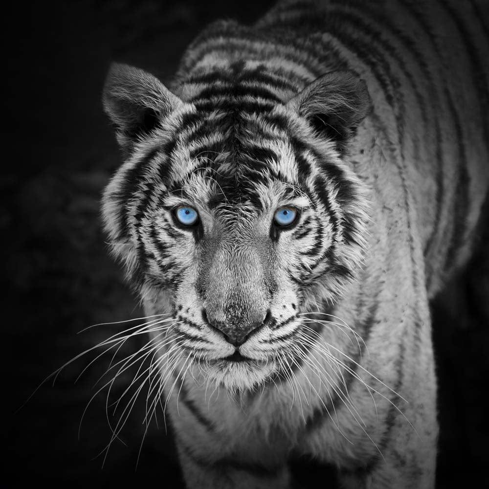 Tiger with Blue Eyes Glass Kitchen Splashback