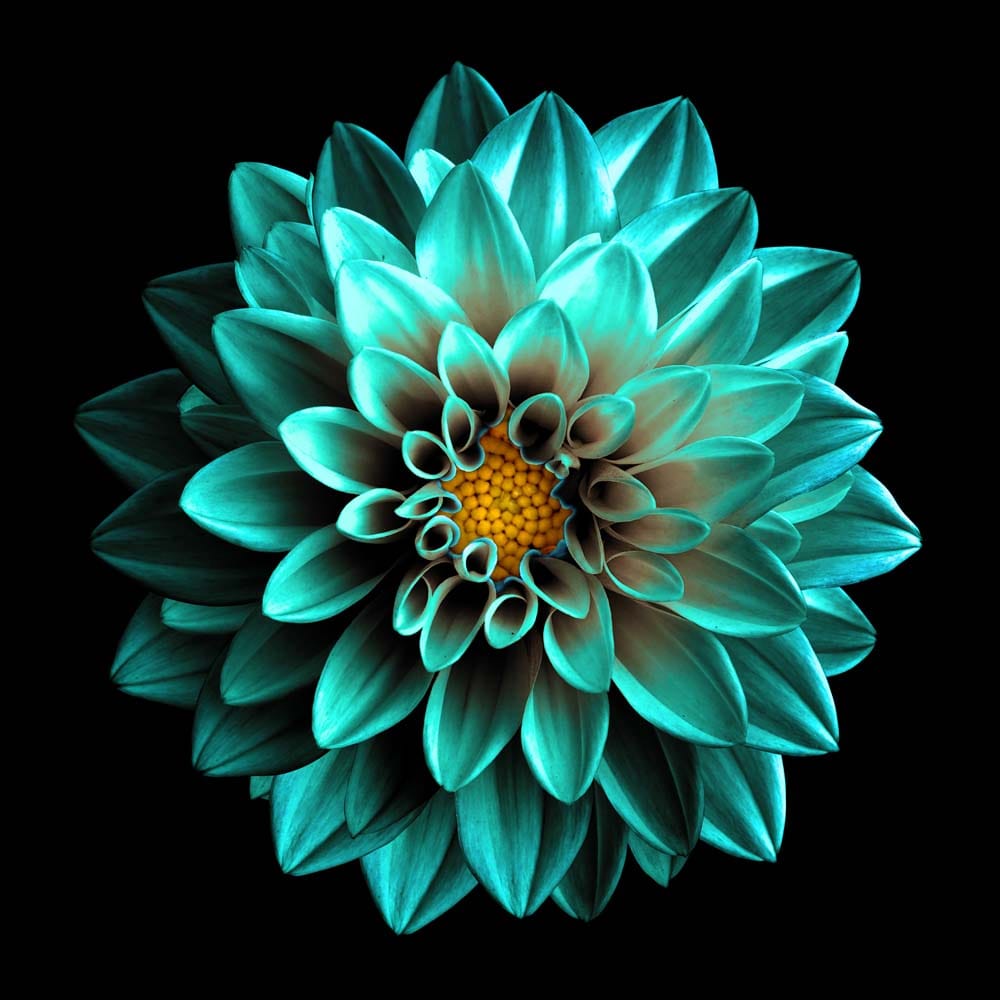 Turquoise Dahlia Glass Kitchen Splashback