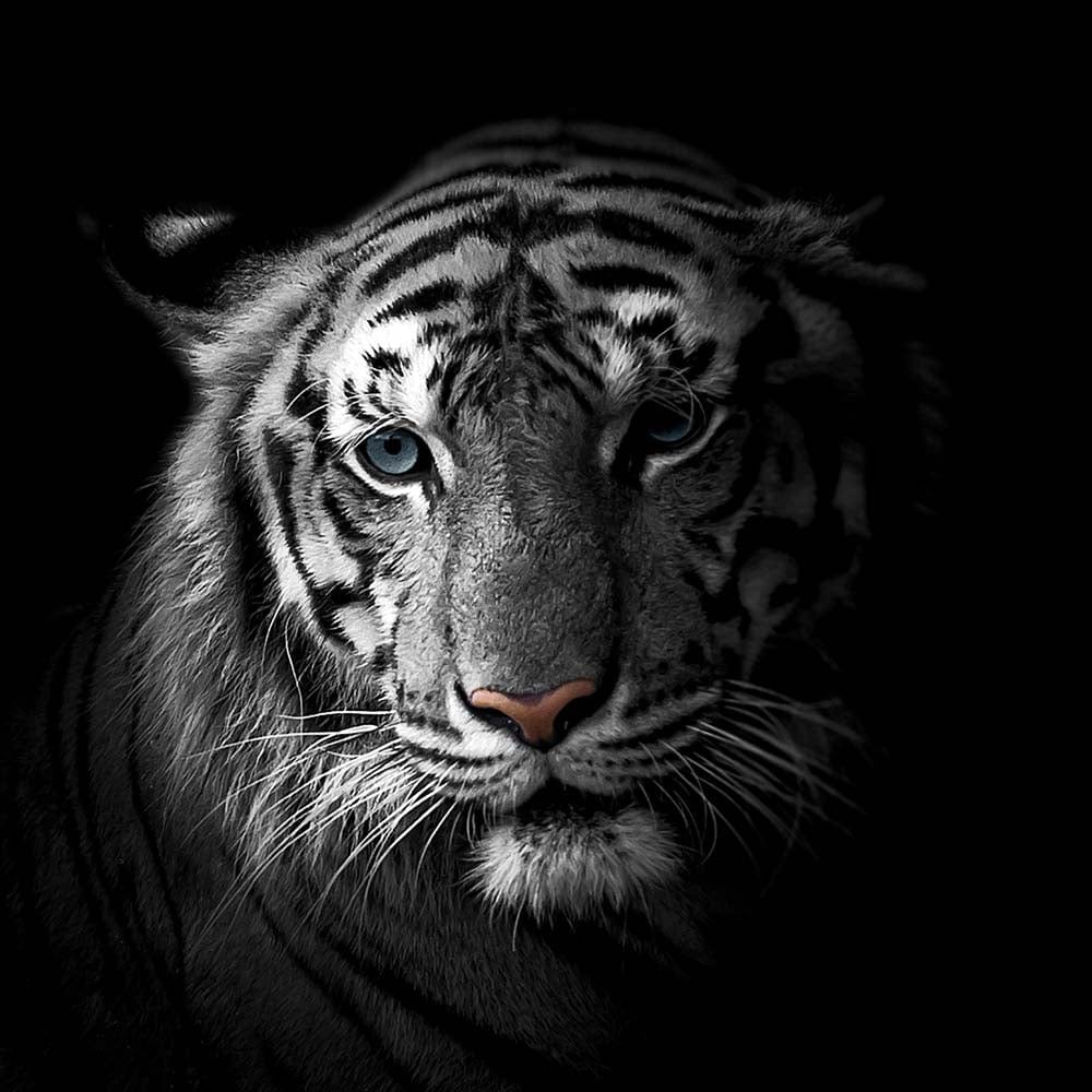 White Tiger in Spotlight Glass Kitchen Splashback