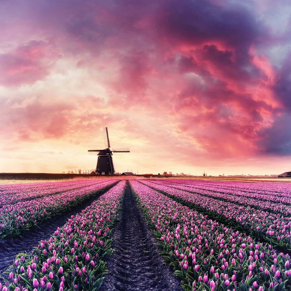 Windmill and Tulips Glass Kitchen Splashback