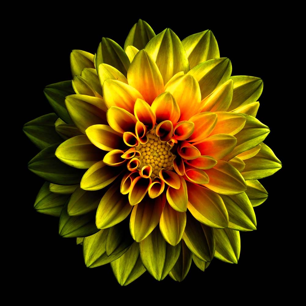 Yellow Dahlia Glass Kitchen Splashback