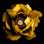 Yellow Peony Glass Kitchen Splashback