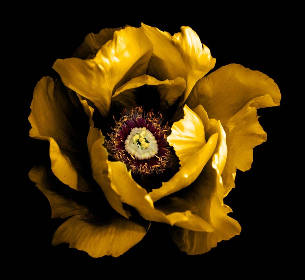 Yellow Peony Glass Kitchen Splashback